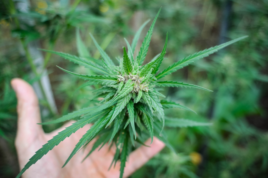 How We Make Our Hemp Clothes: From Seed to Shirt