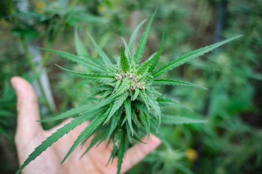 How We Make Our Hemp Clothes: From Seed to Shirt
